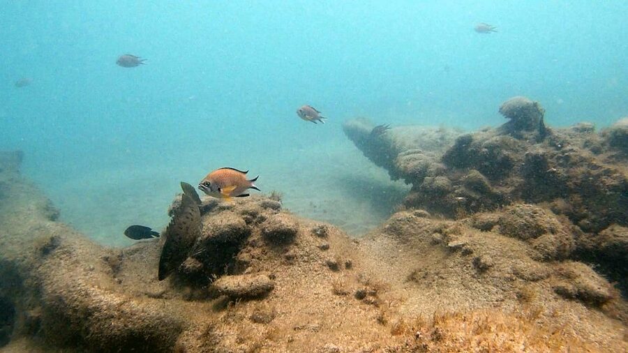 Fuerteventura: Introduction to Scuba Diving - Is $100 good value?