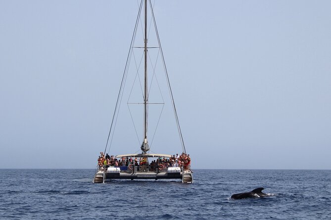 Fuerteventura: Magic Select Catamaran Trip with Food & Drinks - Who will enjoy the Magic Select most
