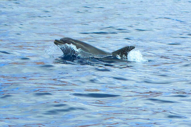 Fuerteventura Sailing Trip from Morro Jable - Should You Book This Morro Jable Sailing Trip?