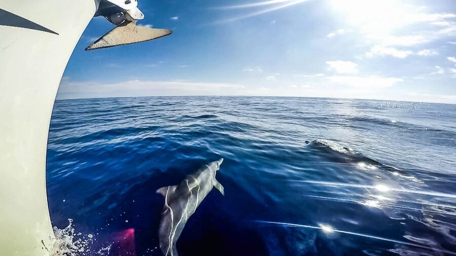 Fuerteventura: Sailing with Snorkeling and Dolphin Watching - Who will enjoy this Fuerteventura boat trip?