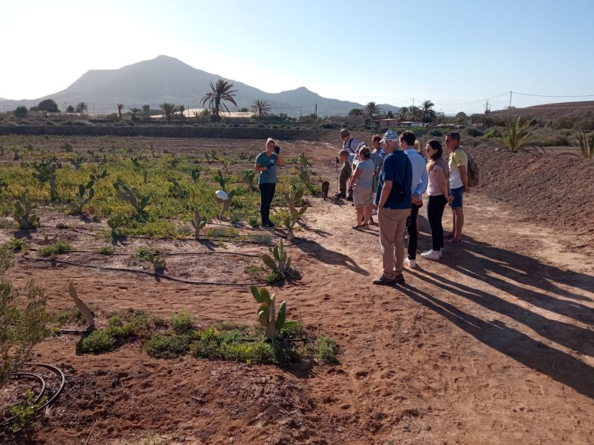 Fuerteventura: Tapas and Local Life Guided Tour - Why this food tour feels different from a standard tasting