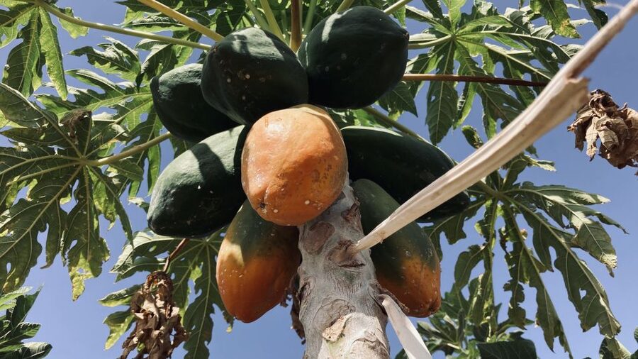 Fuerteventura: Tapas and Local Life Guided Tour - Meeting the cactus fruit and local hosts