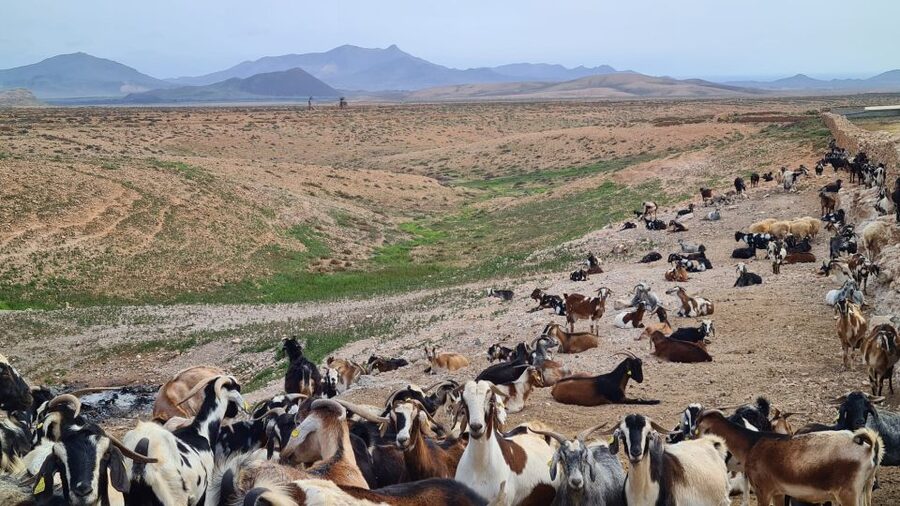 Fuerteventura: Tapas and Local Life Guided Tour - Majorero goat cheese with wine and tapas