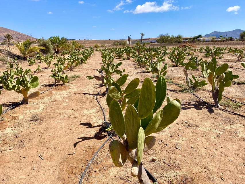 Fuerteventura: Tapas and Local Life Guided Tour - The scenery beyond the resort towns