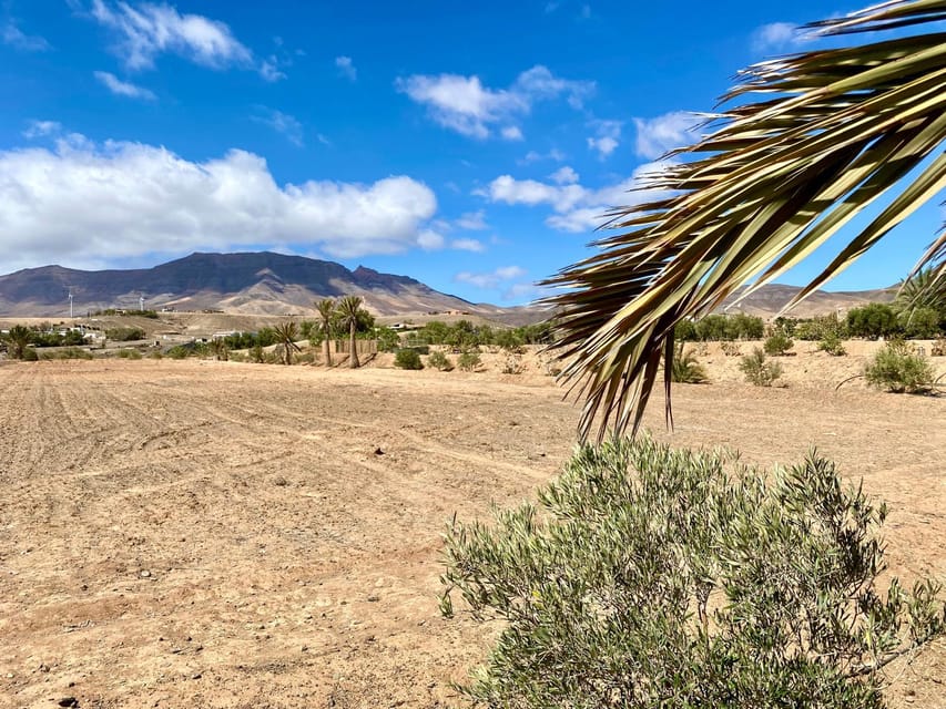 Fuerteventura: Tapas and Local Life Guided Tour - Group size, language, and the pace of the day