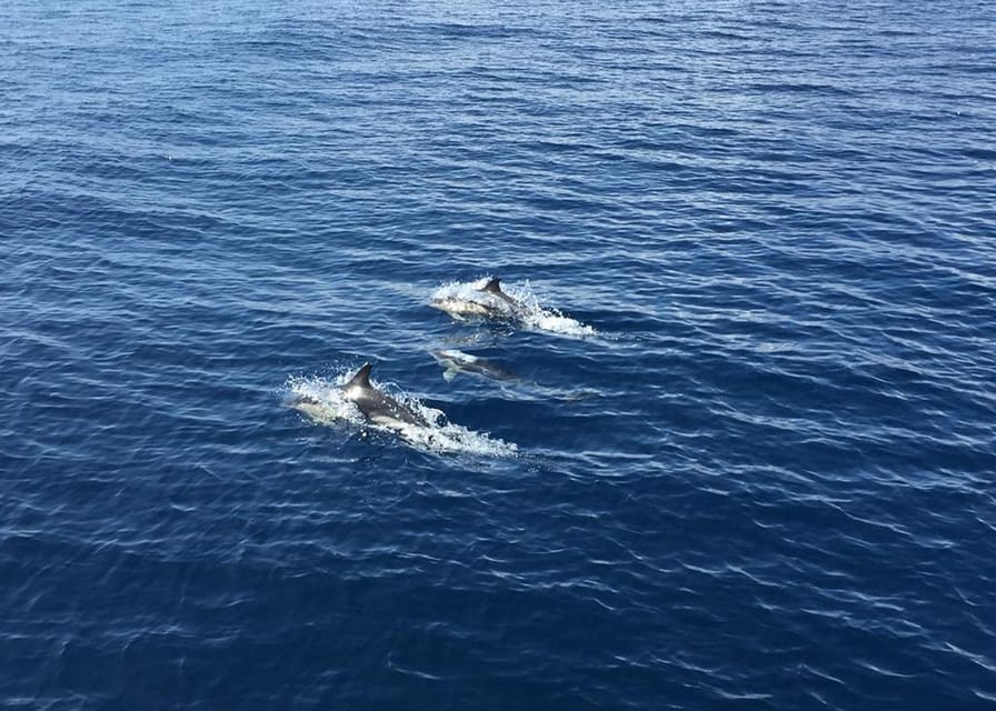 Fuerteventura: Whale & Dolphin Watching Boat Tour with Guide - Searching for dolphins in open water