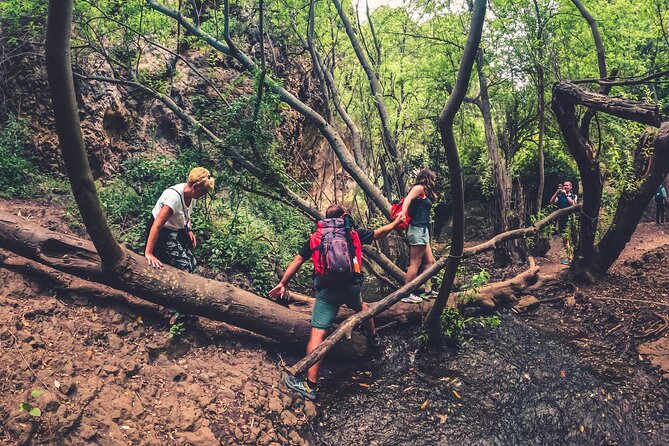 Full Day Rainforest Tour with Tasting and Swimming Time ツ - The eco-farm tasting in a working countryside setting