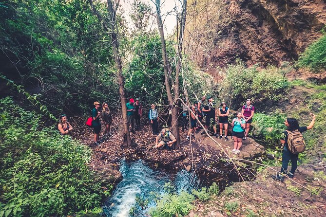Full Day Rainforest Tour with Tasting and Swimming Time ツ - Walking into Azuaje Ravine