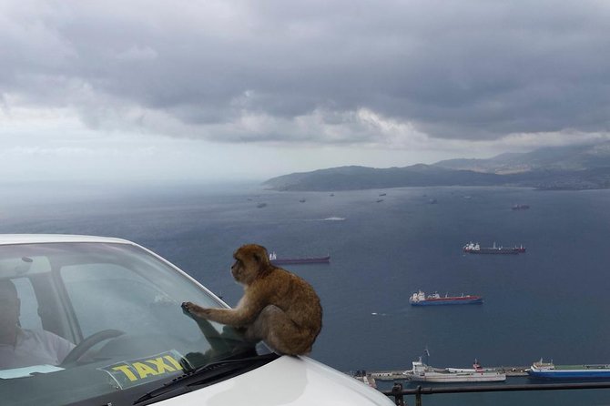 Gibraltar Day Trip from Seville + Rock Tour - Where the tour earns its $154.99 price
