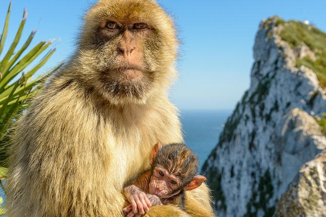 Gibraltar Inside Out Intermediate Tour 3.30hrs - Pickup at the cruise terminal, border, or hotel