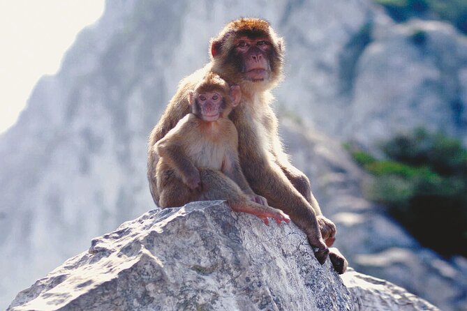 Gibraltar Rock Guided Tour - Apes’ Den and Gibraltar’s Macaques