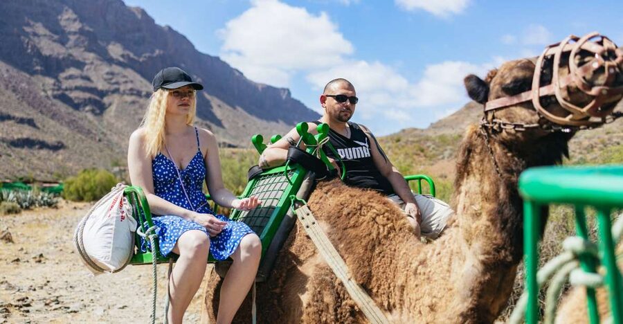 Gran Canaria: Camel Ride Safari w/ Optional Food & Transport - A walk through the 1,000 Palms oasis