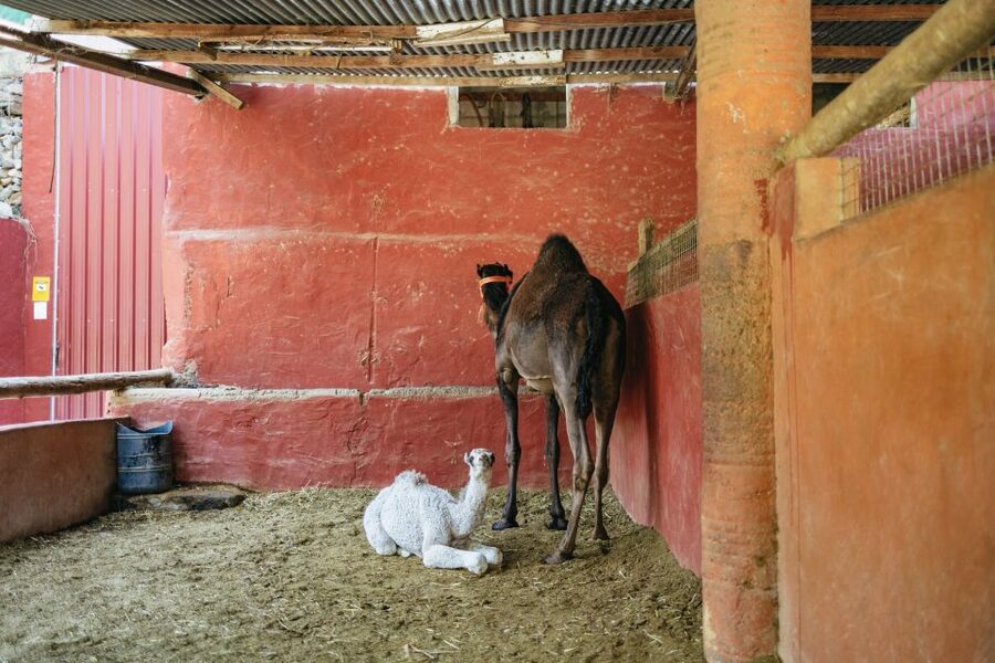 Gran Canaria: Camel Ride Safari w/ Optional Food & Transport - The tapas meal and old farm tools