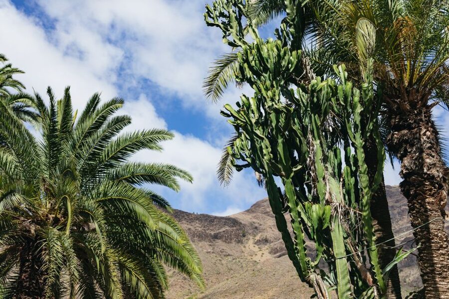 Gran Canaria: Camel Ride Safari w/ Optional Food & Transport - How much value do you get for $50?