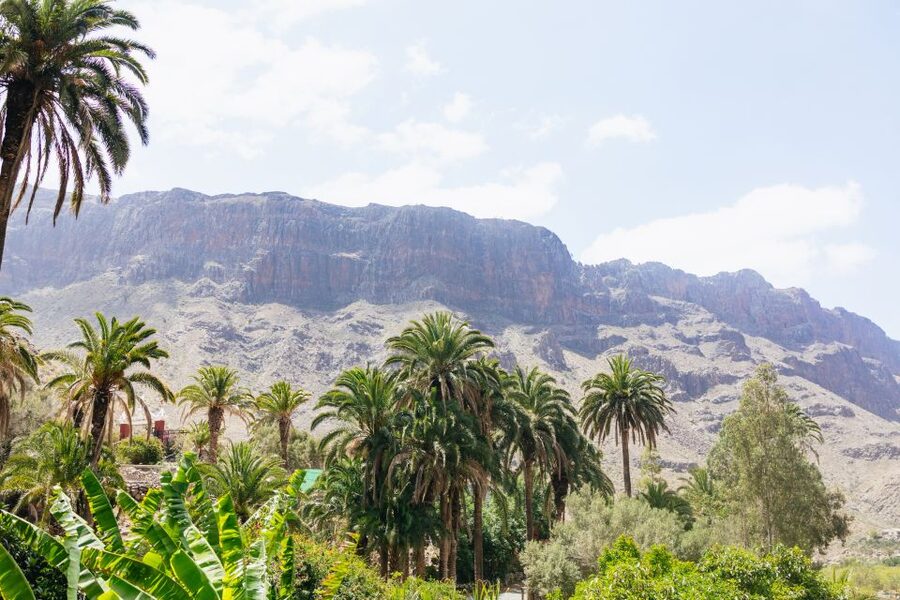 Gran Canaria: Camel Ride Safari w/ Optional Food & Transport - Meeting the camels before the ride