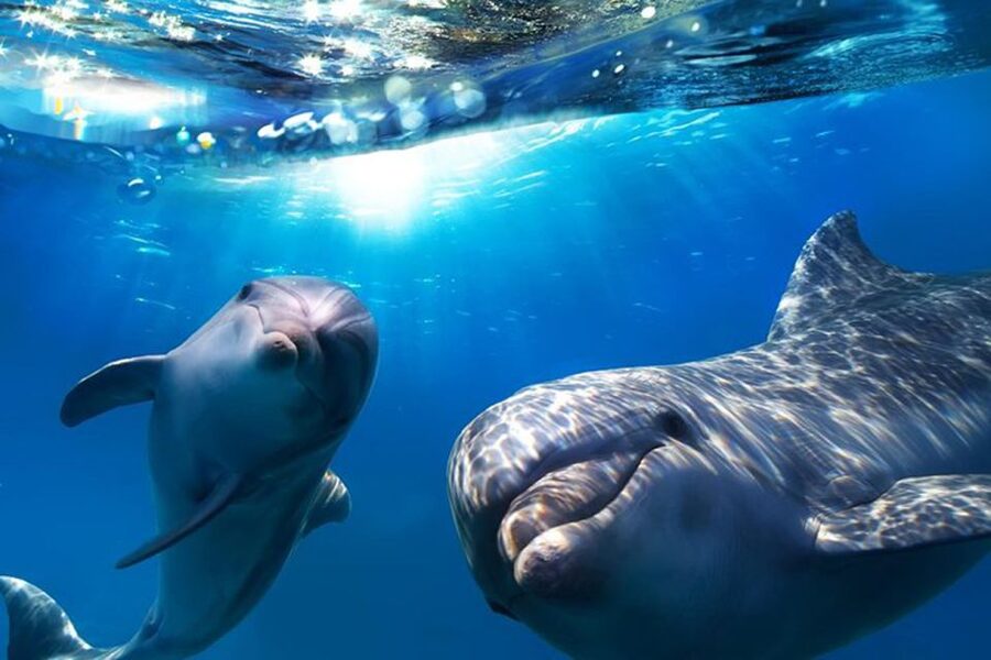 Gran Canaria: Dolphin and Whale Watching Cruise - Key points to know before you book