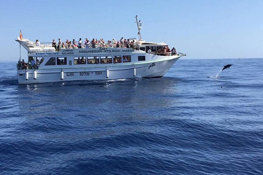 Gran Canaria: Dolphin and Whale Watching Cruise - What a dolphin encounter looks like from the boat