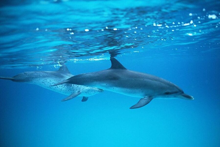 Gran Canaria: Dolphin and Whale Watching Cruise - Crew service and the guide Mario