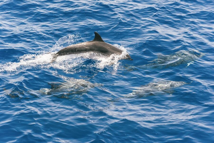 Gran Canaria: Dolphin and Whale Watching Cruise - How to make the most of the 2.5 hours