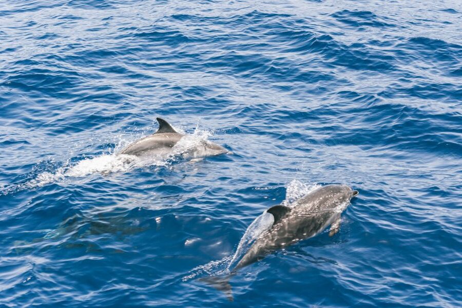 Gran Canaria: Dolphin and Whale Watching Cruise - Who should book this cruise?