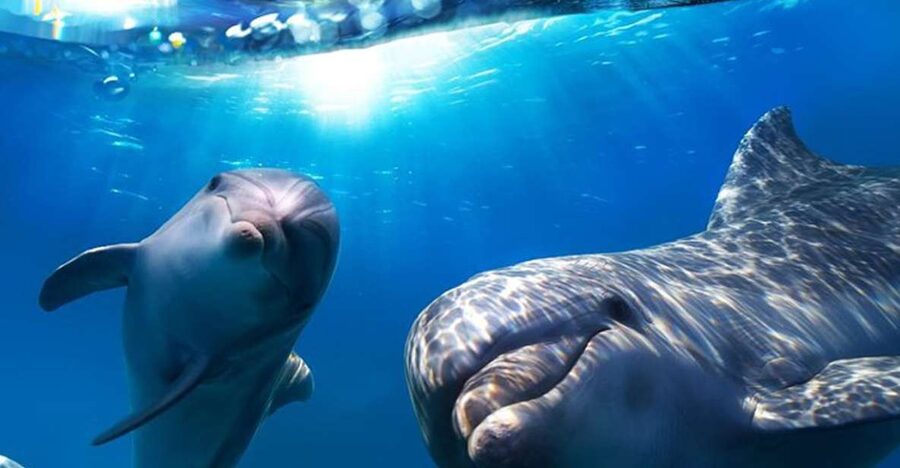 Gran Canaria: Dolphin and Whale Watching Cruise - Searching the southwest coast for dolphins