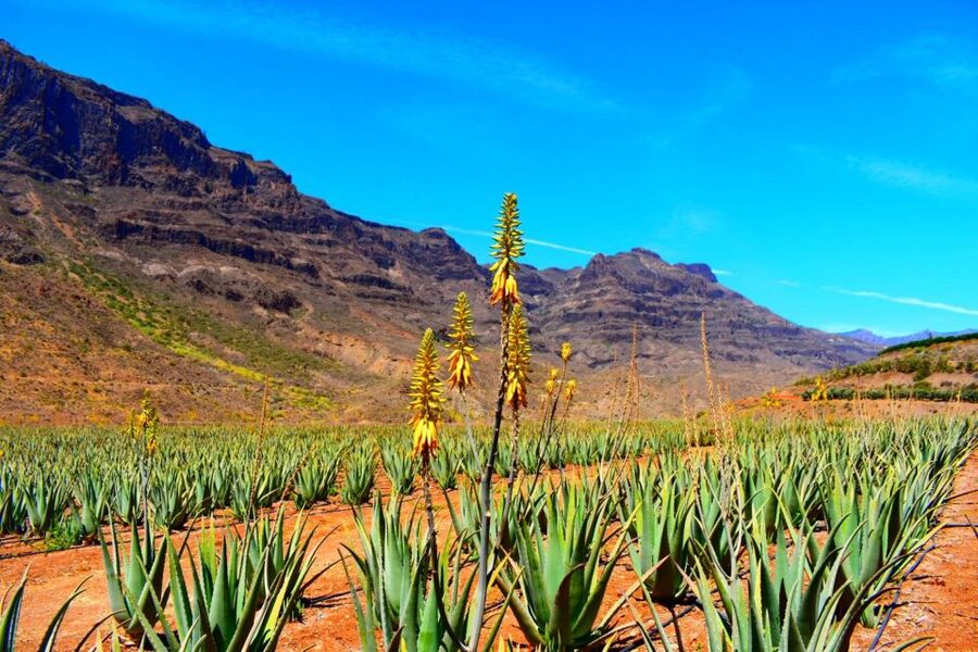 Gran Canaria: Full-Day VIP Tour by Bus - Lunch in the mountains: useful value, limited choice
