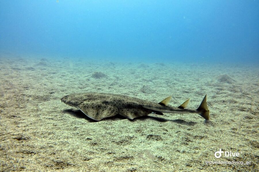 Gran Canaria: Try Scuba Diving for Beginners - What the transfer adds to the $94 price