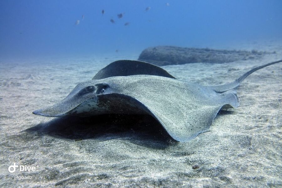 Gran Canaria: Try Scuba Diving for Beginners - Health rules and who should skip it