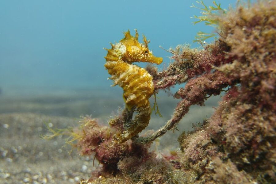 Gran Canaria: Try Scuba Diving for Beginners - Which visitors will enjoy it most