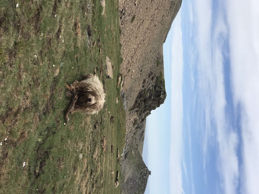 Granada: High Sierra Nevada Hiking Tour to 3000 Meters - Wildlife, plants, and a possible four-legged guide