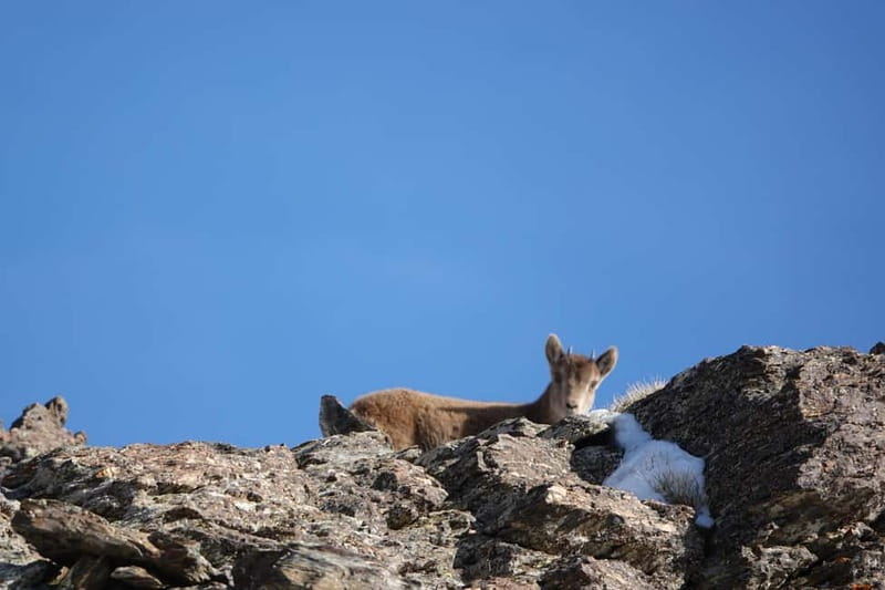 Granada: Sierra Nevada Safari Tour to 2500 m with a Drink - Climbing toward 2500 meters