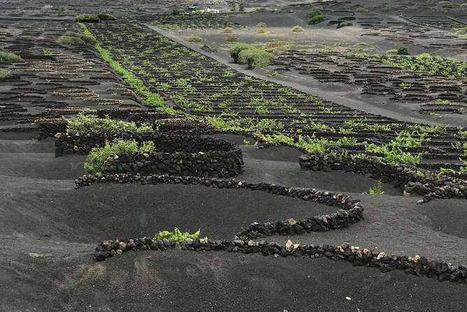 Grand Tour Lanzarote Experience : The Landscape Footprint - Camels, cliffs, and the green lagoon