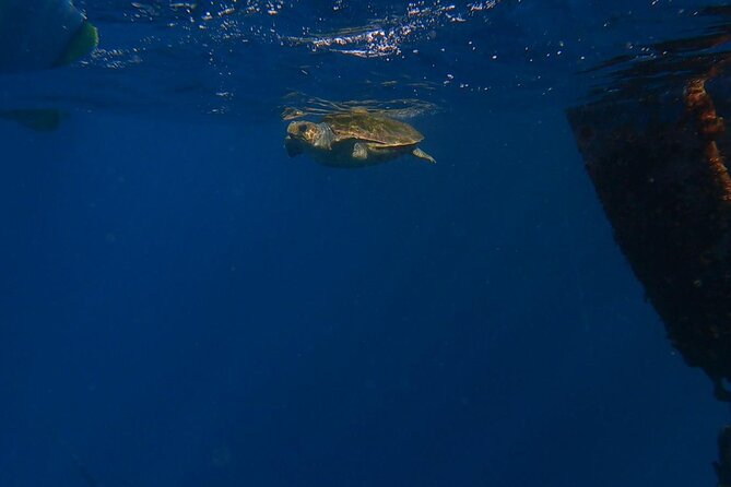 Guided Kayak Tour From Los Cristianos Beach Tenerife - Snorkeling among the fish