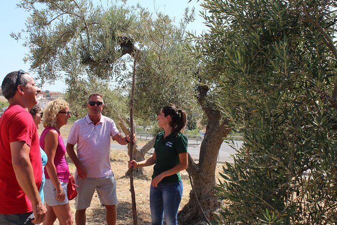 Guided tour and olive oil tasting in Alhaurin el Grande (Málaga) - Starting at the Aceites Molisur shop