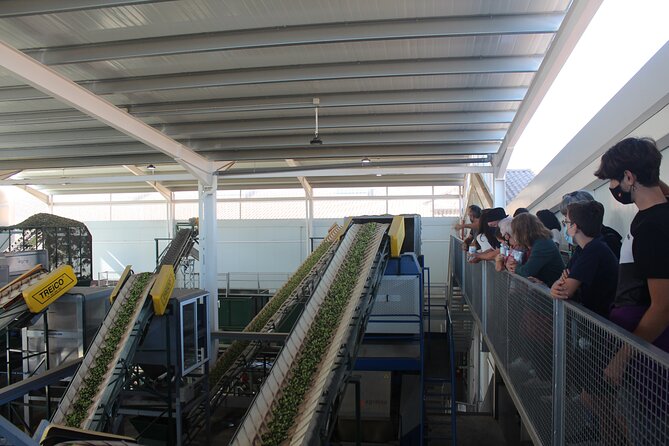 Guided tour and olive oil tasting in Alhaurin el Grande (Málaga) - Guides who keep the visit friendly