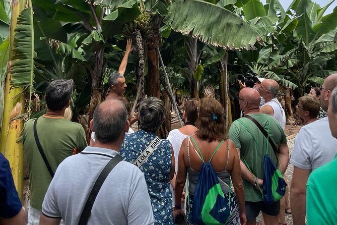 Guided tour of the Banana World - Key points to know before you go