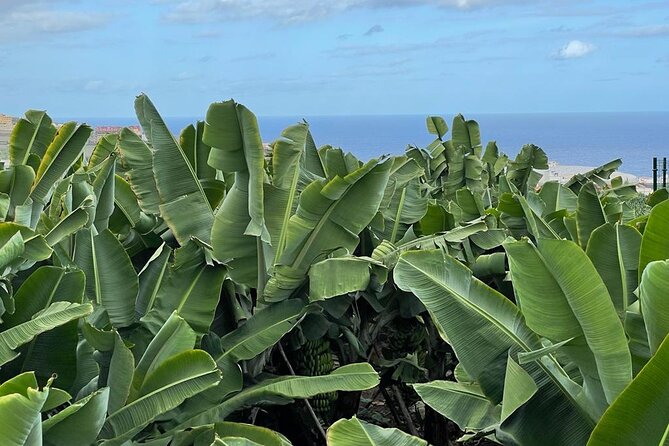 Guided tour of the Banana World - Inside the restored 1804 Canarian house