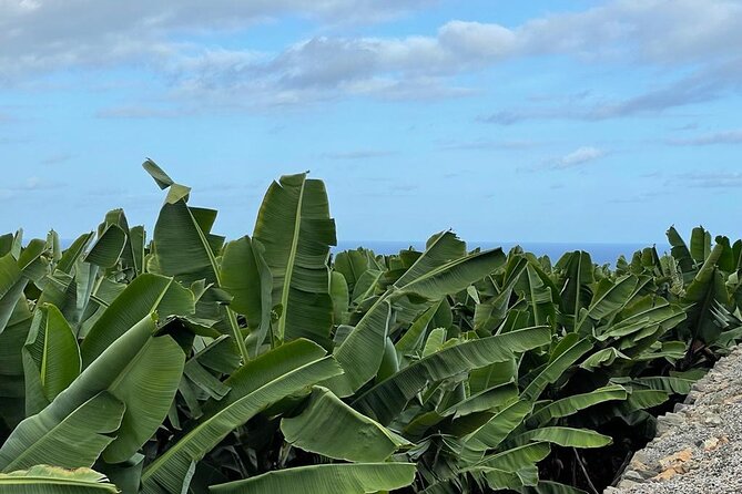 Guided tour of the Banana World - How much value do you get for $18.14?