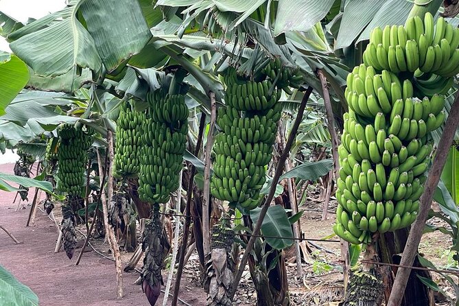 Guided tour of the Banana World - Walking among the banana plants