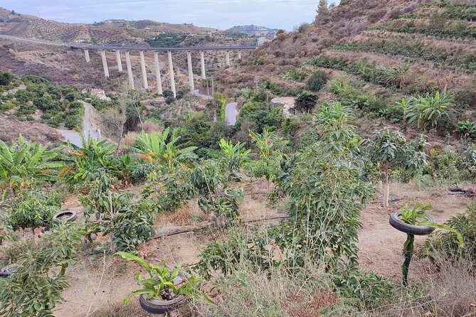 Guided Tour to the only coffee farm in Europe - Why this coffee farm is an unusual Costa Tropical stop