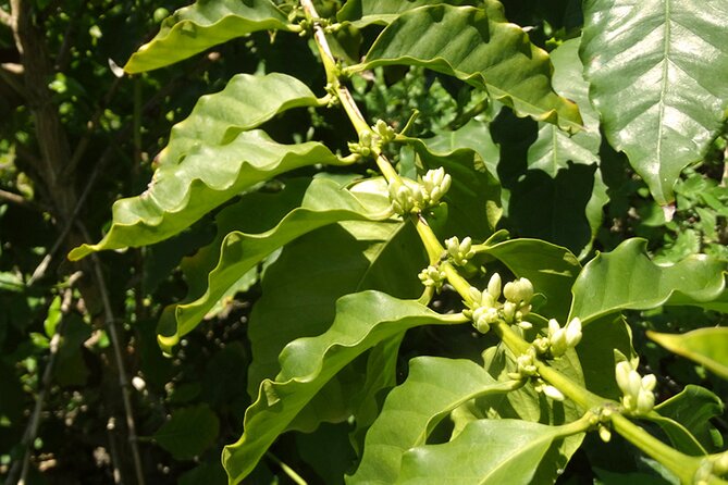 Guided Tour to the only coffee farm in Europe - Walking through more than 30 tropical crops