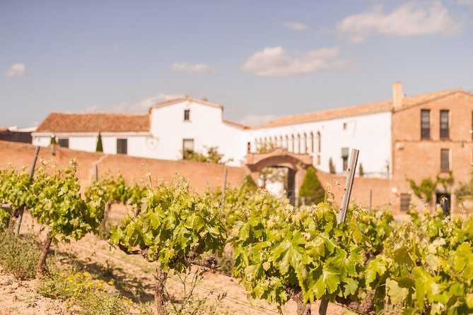 High-End Vineyard Escape: Cava, Tapas & Wine | Private Tour - What you actually taste and eat