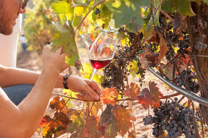 High-End Vineyard Escape: Cava, Tapas & Wine | Private Tour - Oller del Mas, a different side of Catalan wine