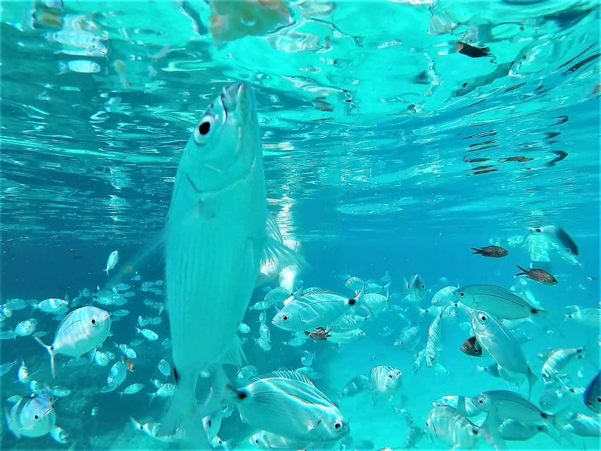 Ibiza: Snorkeling and SUP Paddle, Beach and Cave Boat Tour - The cruise before the first stop