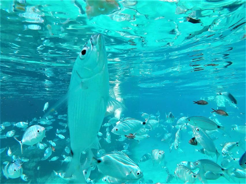 Ibiza: Snorkeling and SUP Paddle, Beach and Cave Boat Tour - Cala Comte, clear water and a famous view