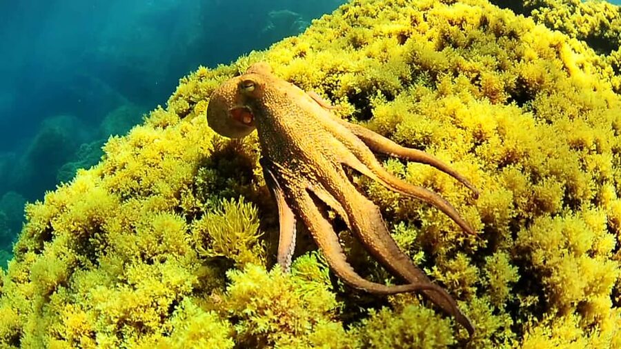 Ibiza: Snorkeling and SUP Paddle, Beach and Cave Boat Tour - Meeting at San Antonio’s promenade