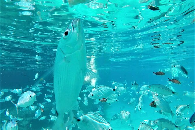 Ibiza Snorkeling Beach and Cave Tour - Starting in San Antonio Bay