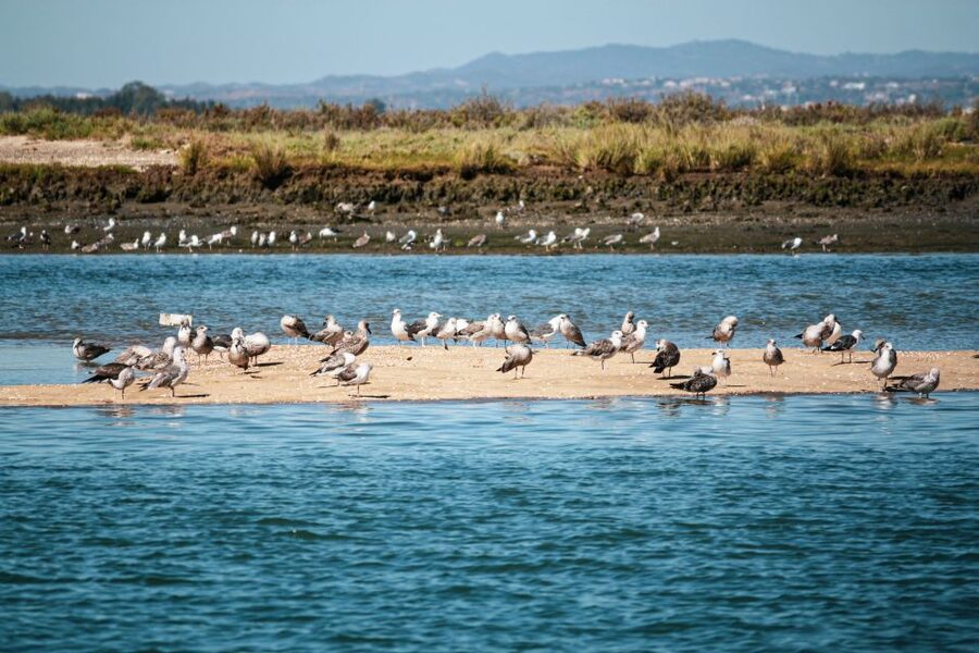 Isla Cristina/Isla Canela: Boat Trip Through the Marshes - Punta del Moral, Isla Canela, and the mouth of the Ria