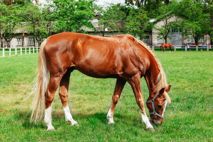 Jerez de la Frontera: How the Andalusian Horses Dance - Key points to know before booking