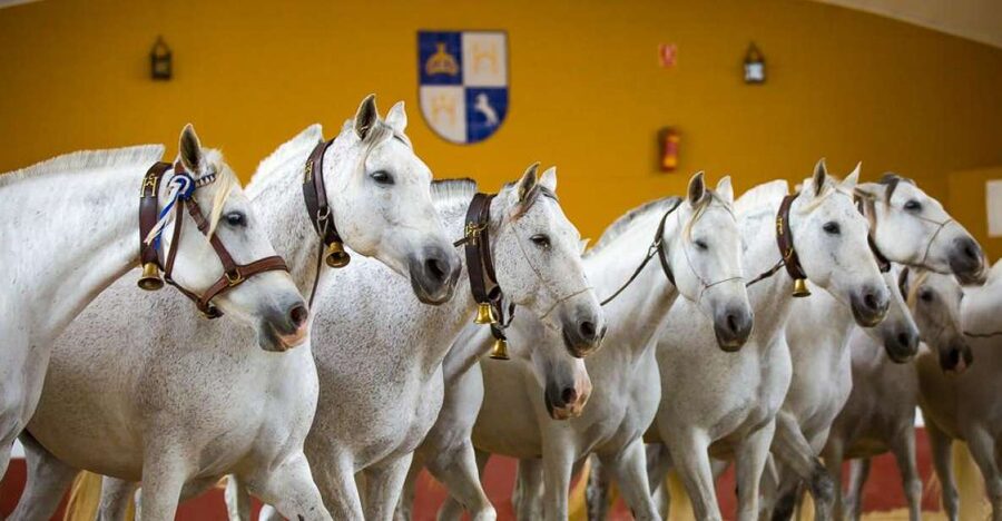 Jerez: Yeguada de la Cartuja Carthusian Horses Tour - Key points to know before booking